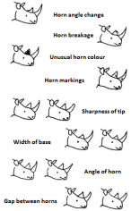 Some possible Rhino horn shapes